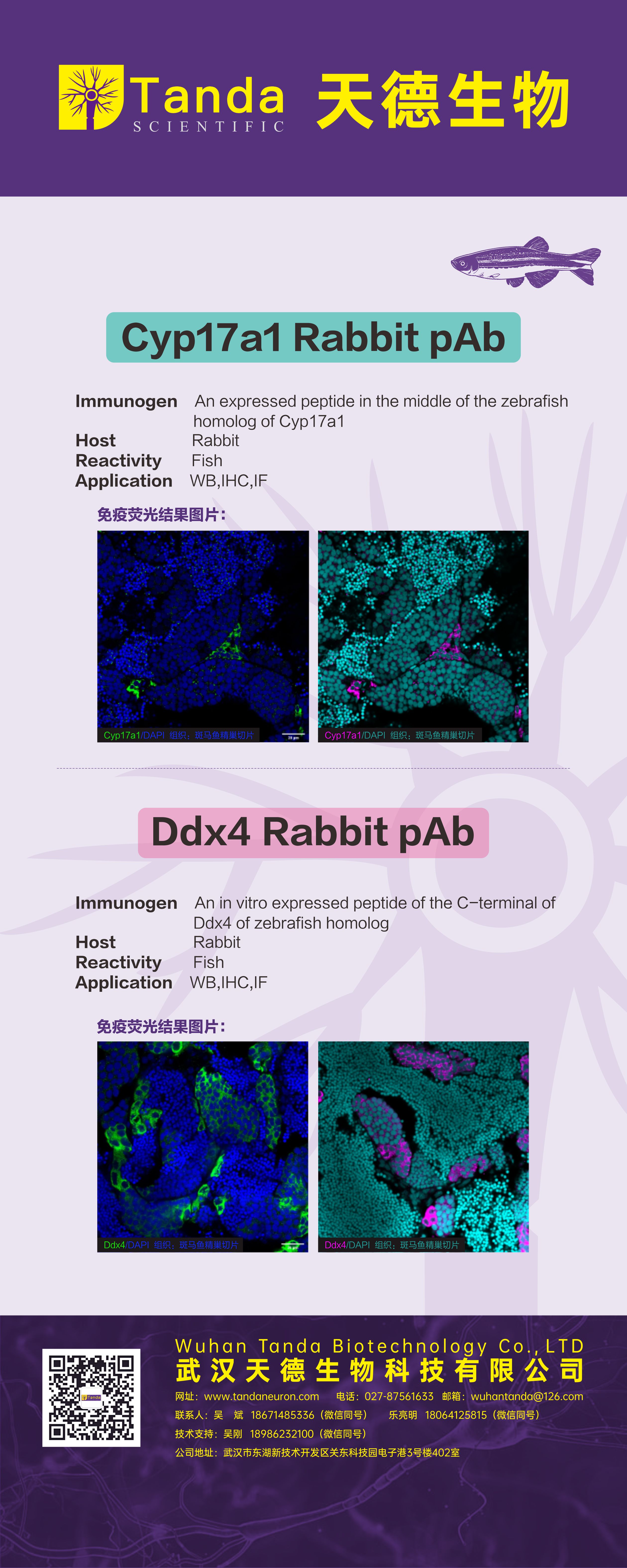 Tanda展会 Cyp17a、Ddx4.jpg
